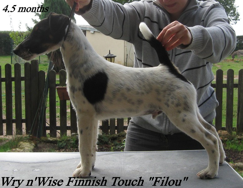 CH. Wry n'Wise Finnish touch dit filou