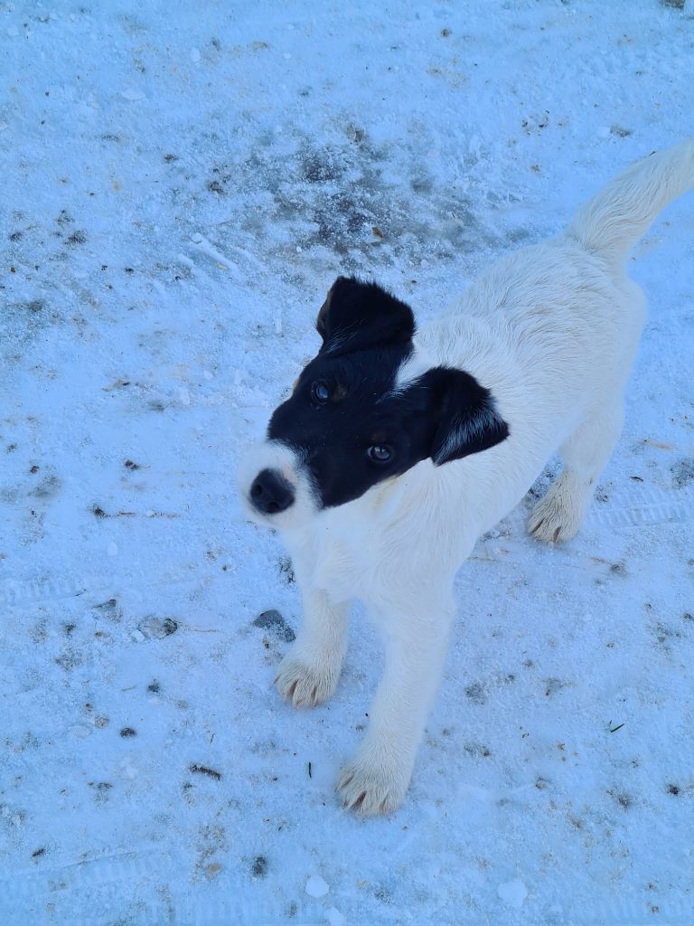 Wry n'Wise - Chiot disponible  - Fox Terrier Poil lisse