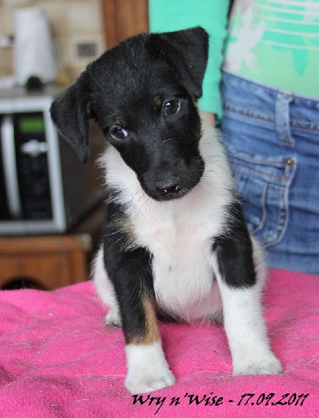 Wry n'Wise Gold'n little miss sunlyn dite piper