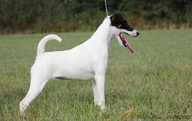 Wry n'Wise Give me pride